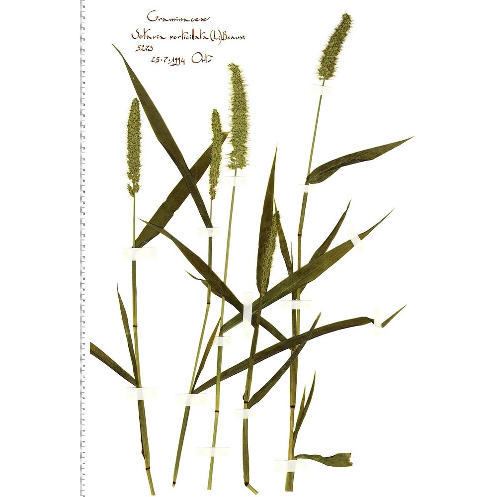 setaria verticillata (l.) p. beauv.