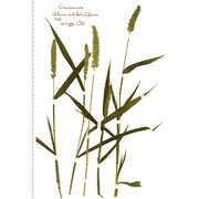 setaria verticillata (l.) p. beauv.