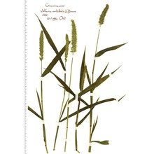 setaria verticillata (l.) p. beauv.