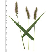 setaria verticillata (l.) p. beauv.