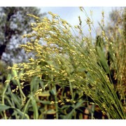 sorghum bicolor (l.) moench