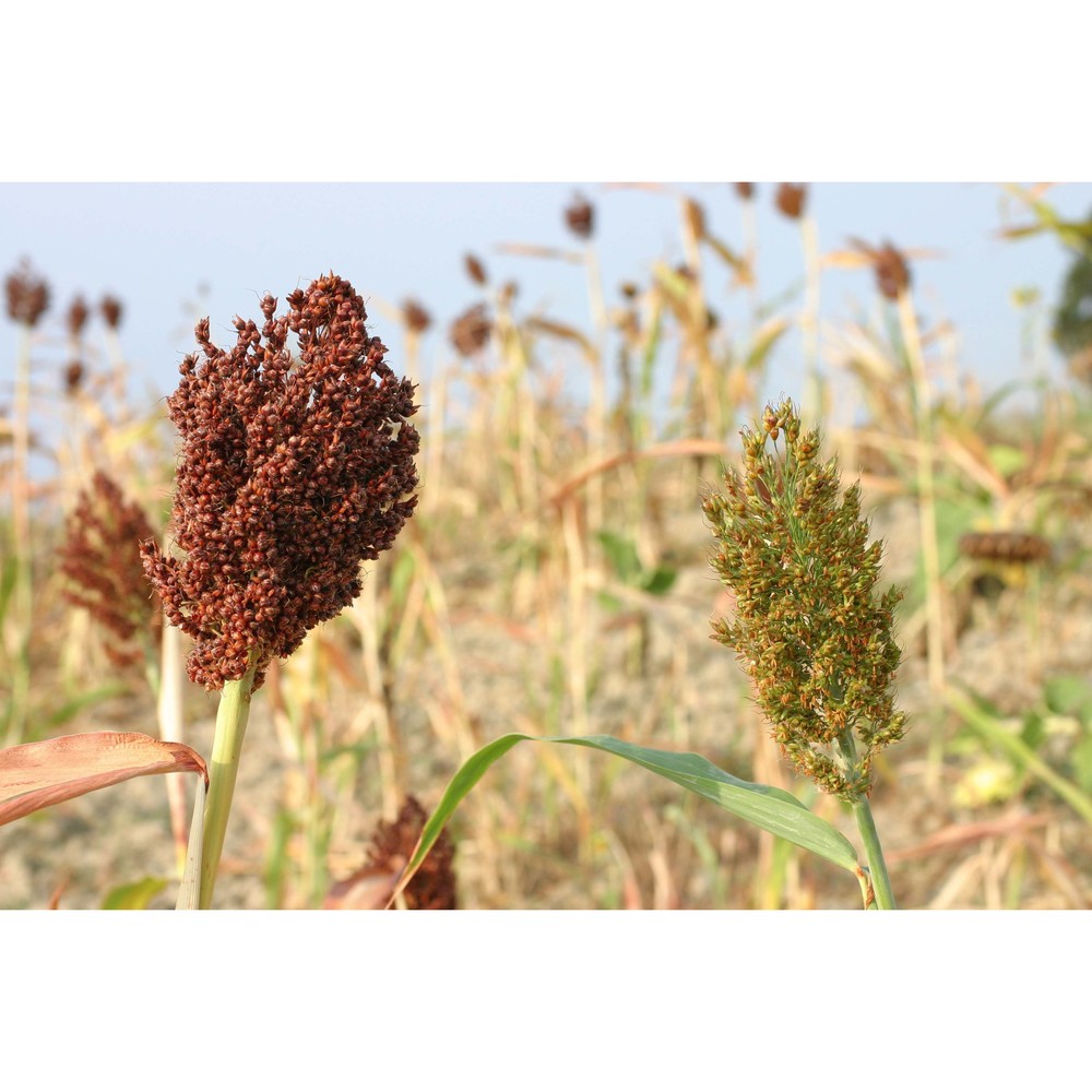 sorghum bicolor (l.) moench