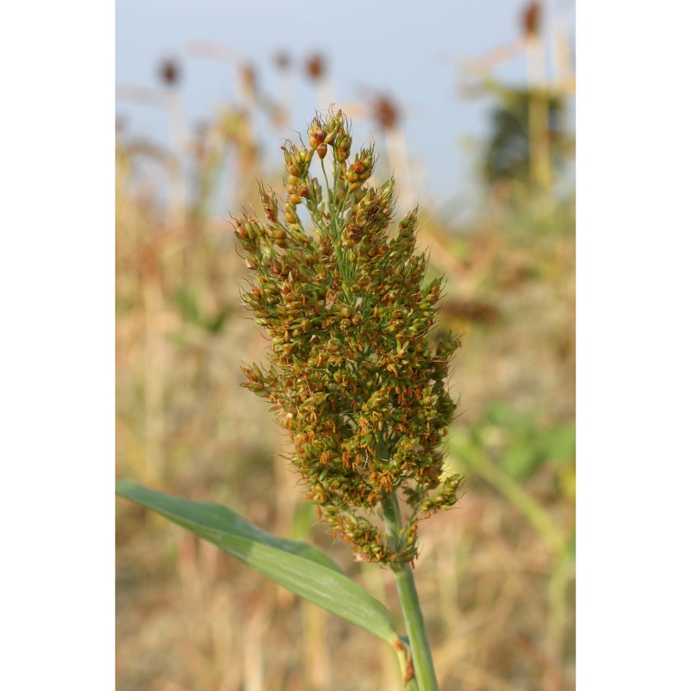 sorghum bicolor (l.) moench