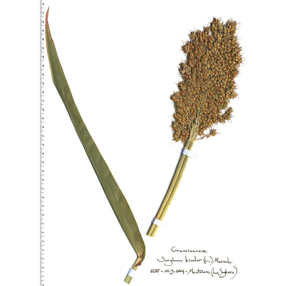 sorghum bicolor (l.) moench