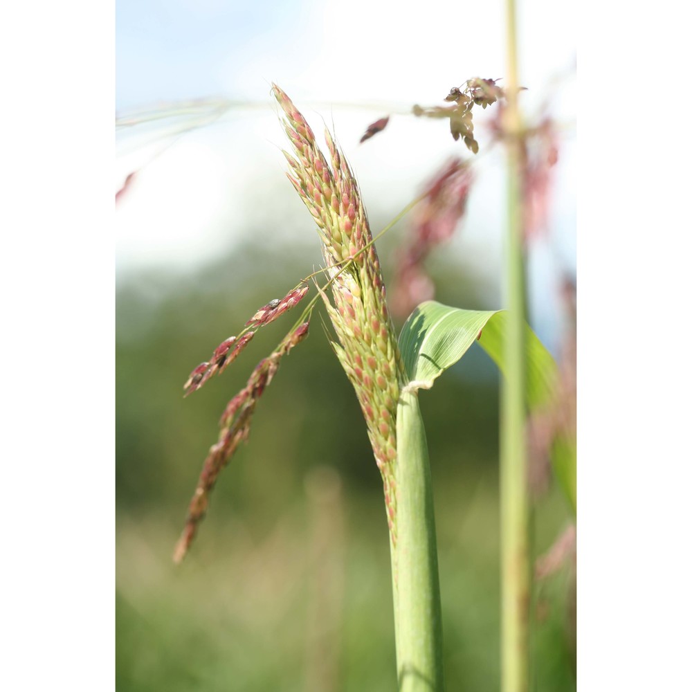 sorghum halepense (l.) pers.