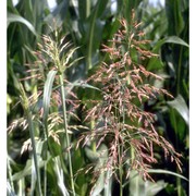 sorghum halepense (l.) pers.