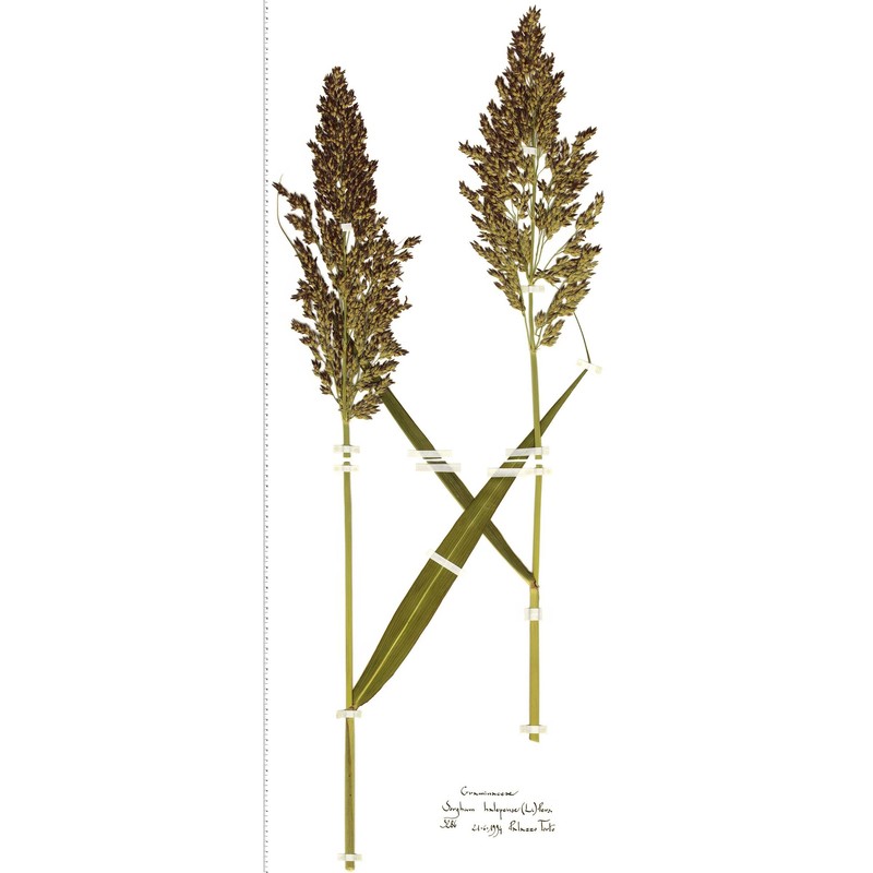 sorghum halepense (l.) pers.