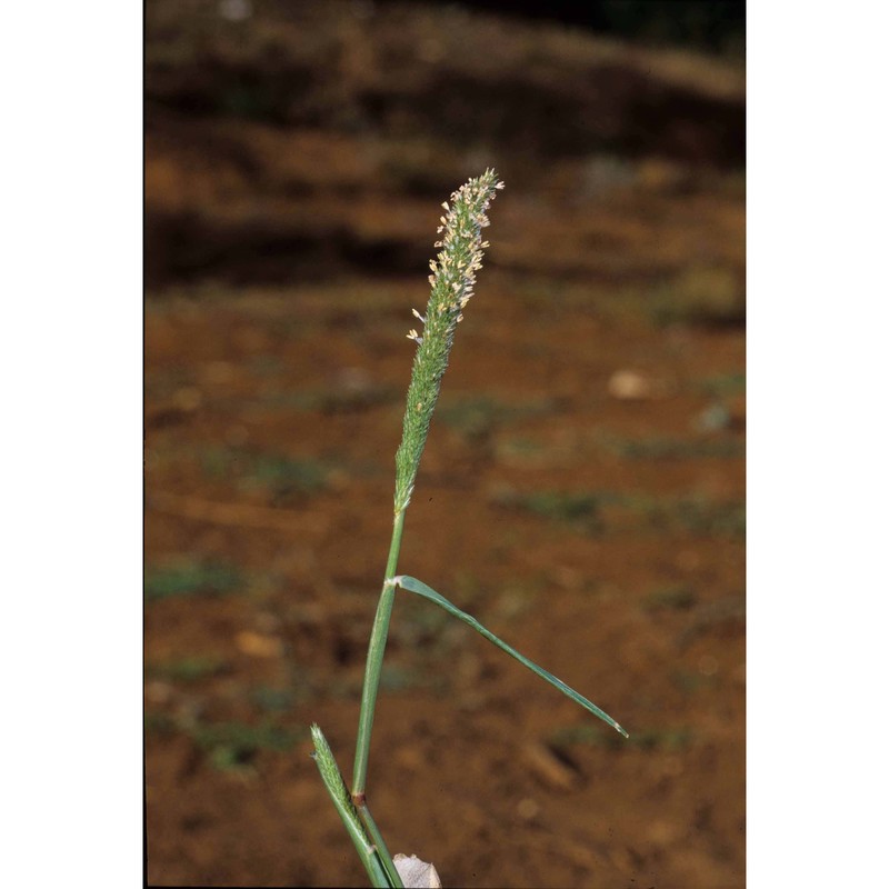 sporobolus alopecuroides (piller et mitterp.) p. m. peterson