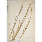 sporobolus alterniflorus (loisel.) p.m.peterson et saarela