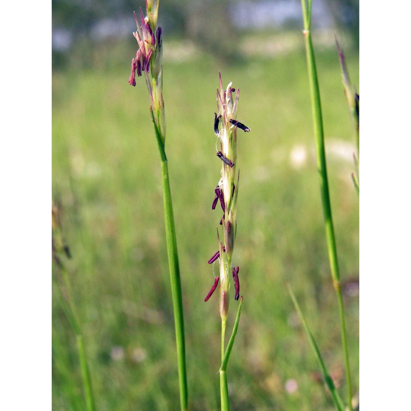 sporobolus neglectus nash