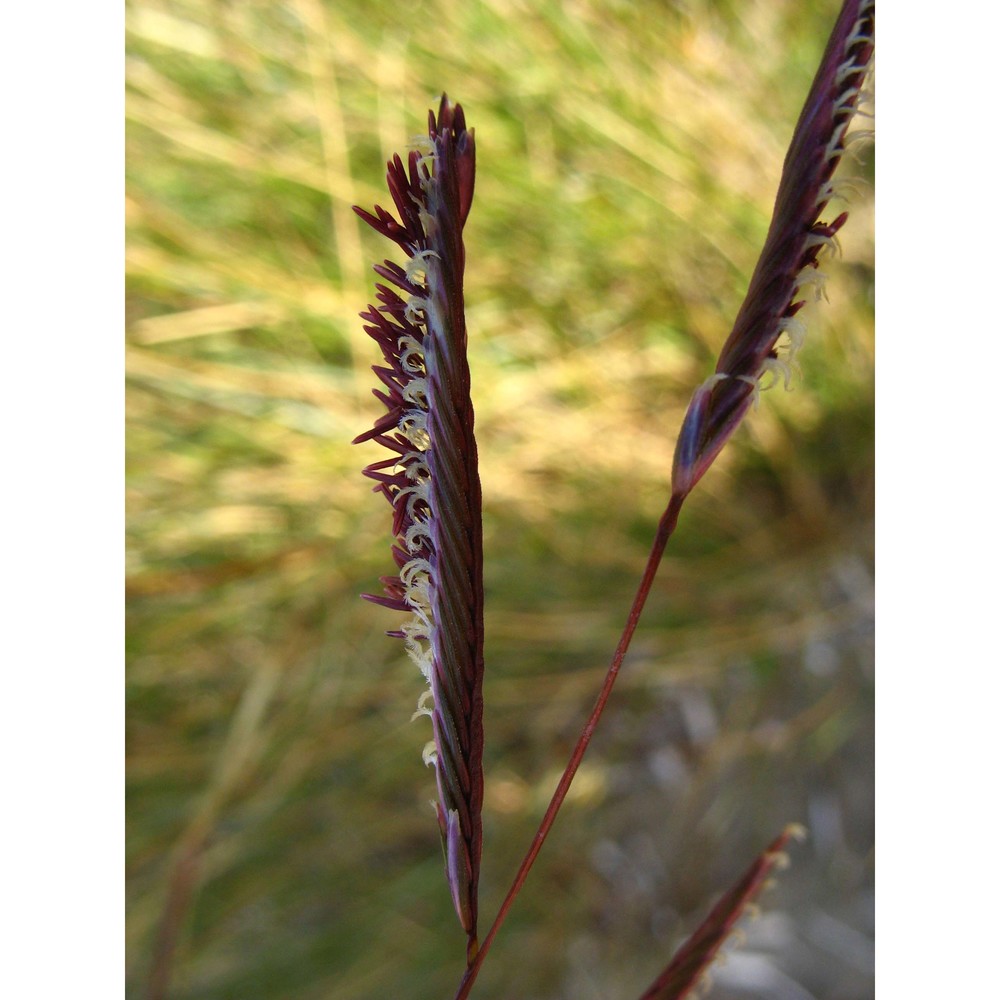 sporobolus pumilus (roth) p. m. peterson et saarela