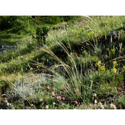 stipa aquilana moraldo