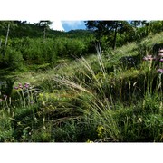 stipa aquilana moraldo