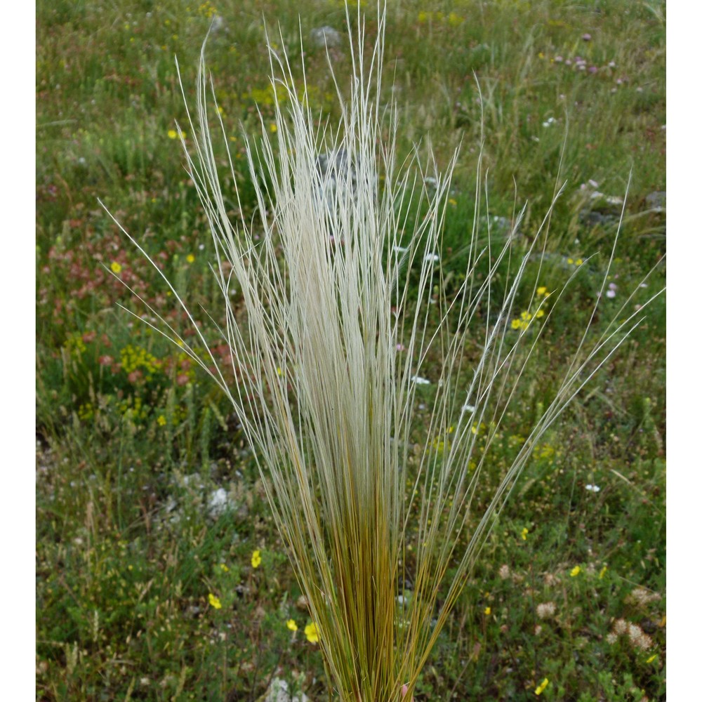 stipa aquilana moraldo