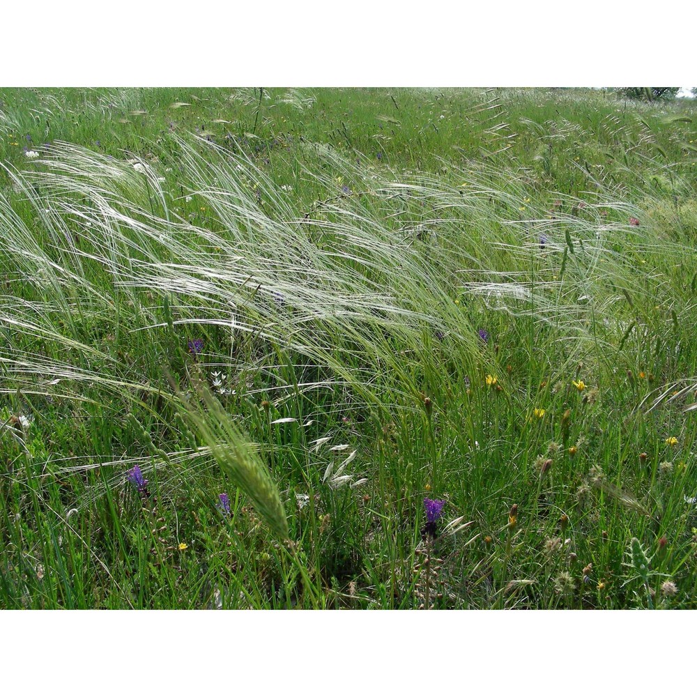 stipa austroitalica martinovský