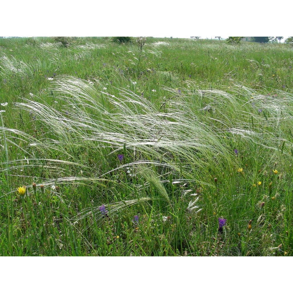 stipa austroitalica martinovský