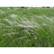 stipa austroitalica martinovský