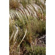 stipa austroitalica martinovský