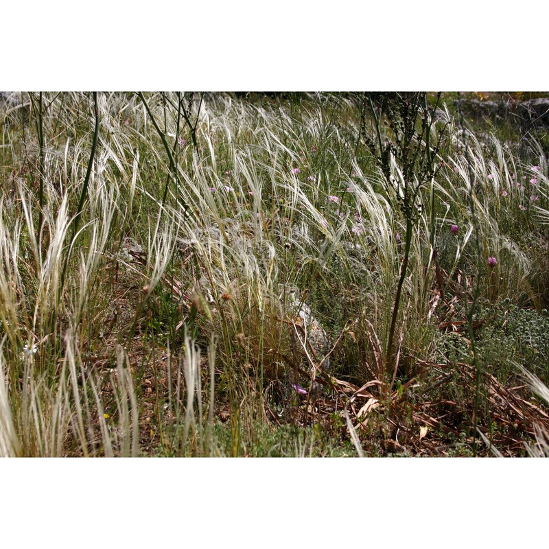 stipa austroitalica martinovský