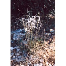 stipa barbata desf.