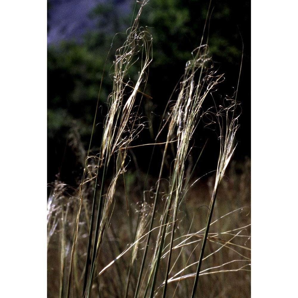 stipa capillata l.