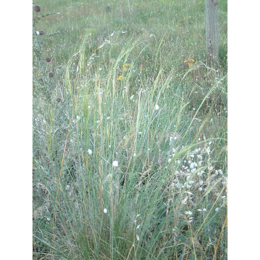 stipa capillata l.