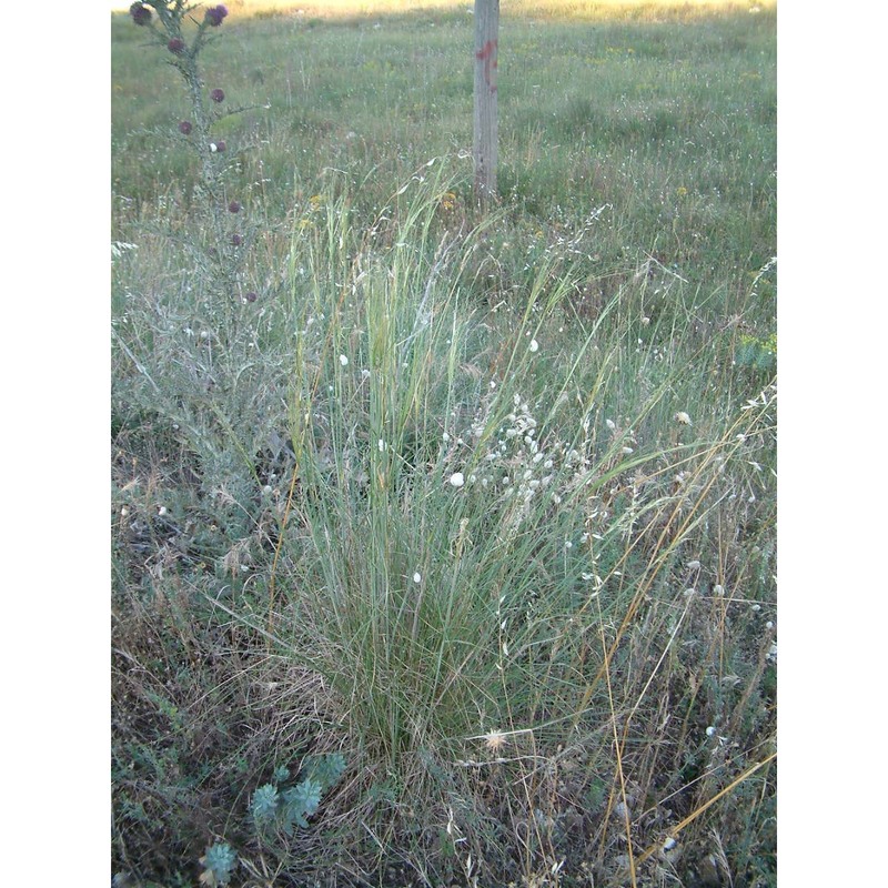 stipa capillata l.