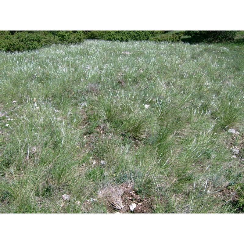 stipa dasyvaginata martinovský subsp. apenninicola martinovský et moraldo