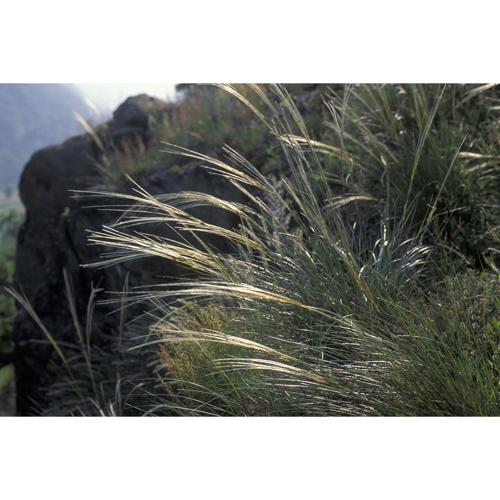 stipa eriocaulis borbás