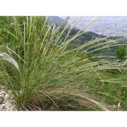 stipa eriocaulis borbás