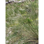 stipa eriocaulis borbás