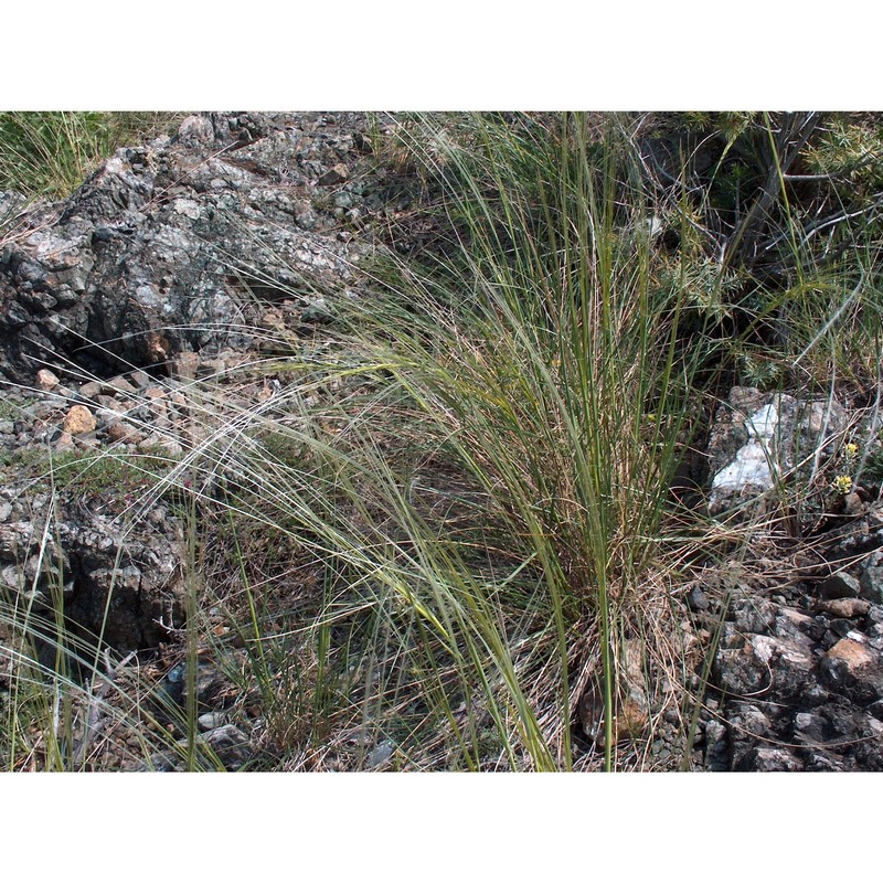 stipa etrusca moraldo