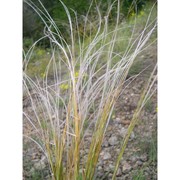 stipa etrusca moraldo