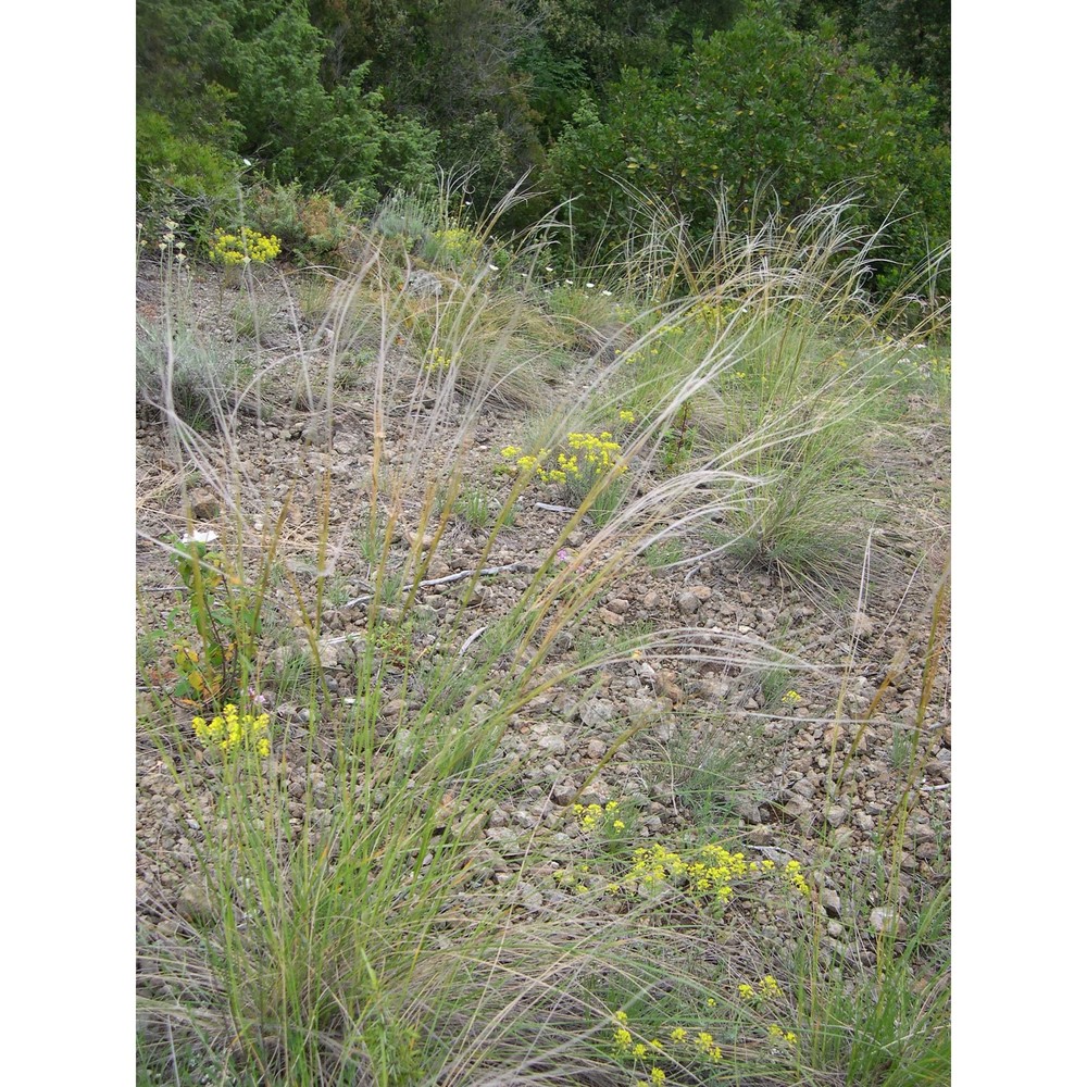 stipa etrusca moraldo