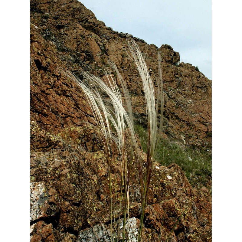 stipa etrusca moraldo