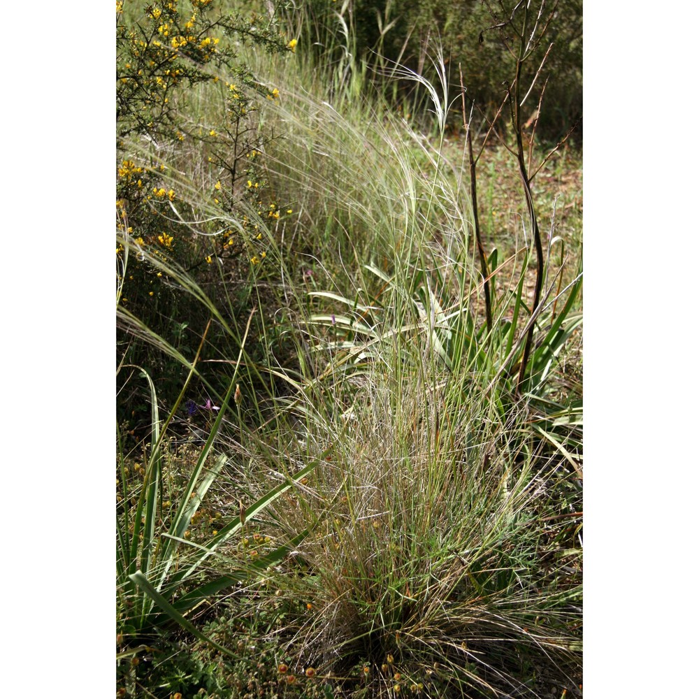 stipa gussonei moraldo