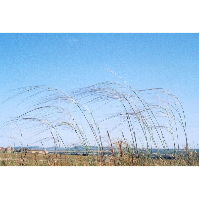 stipa gussonei moraldo