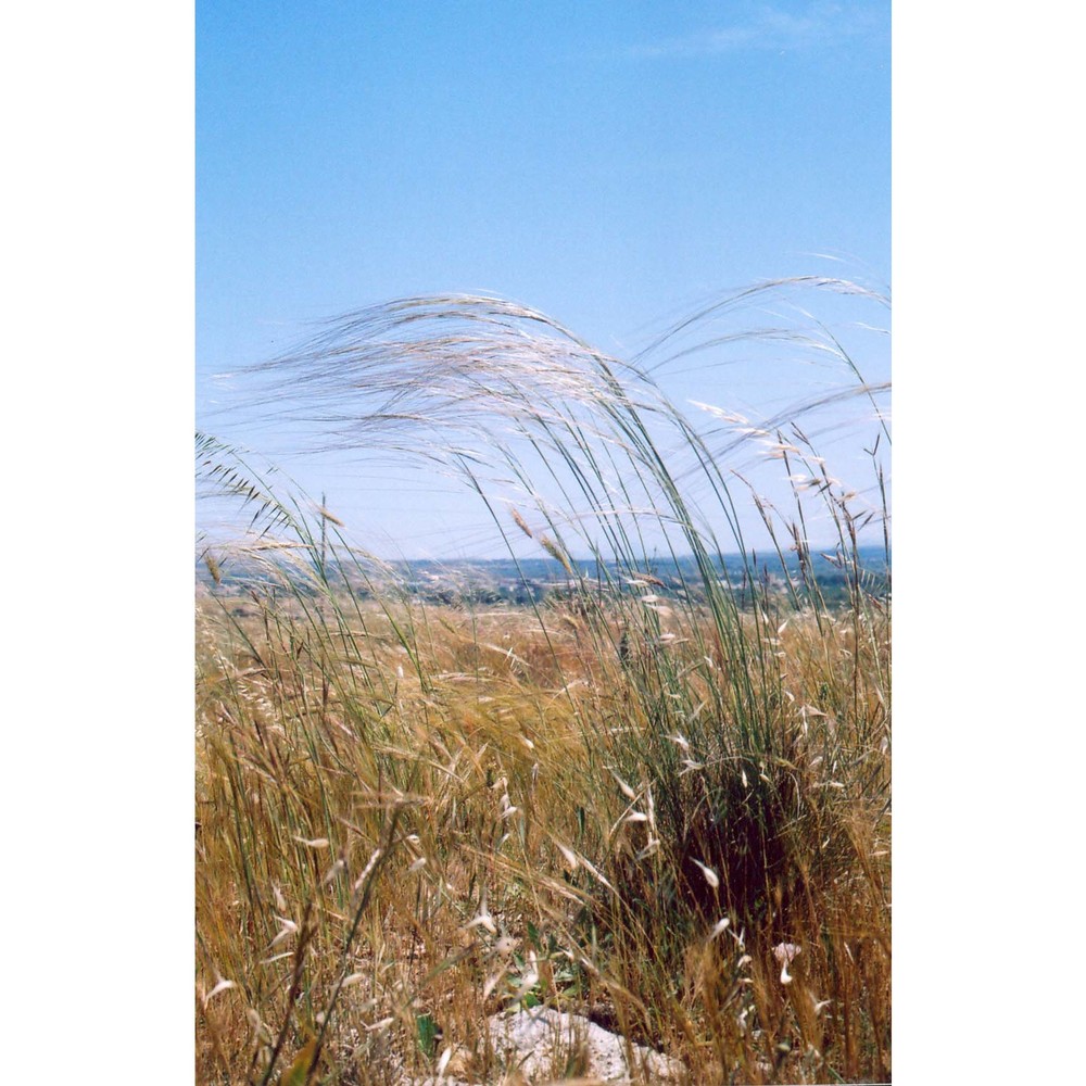 stipa gussonei moraldo