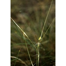 stipa juncea l.