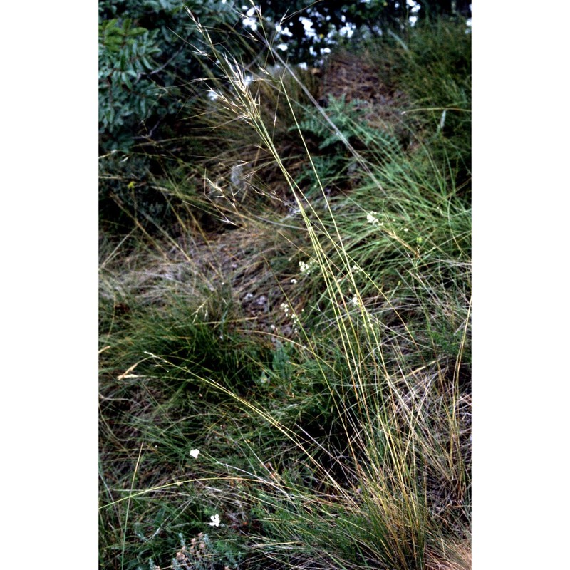 stipa juncea l.