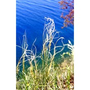 stipa pulcherrima k. koch