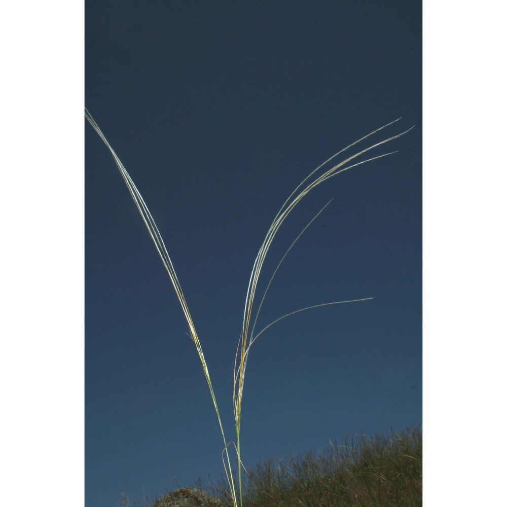 stipa sicula moraldo, la valva, ricciardi et caputo