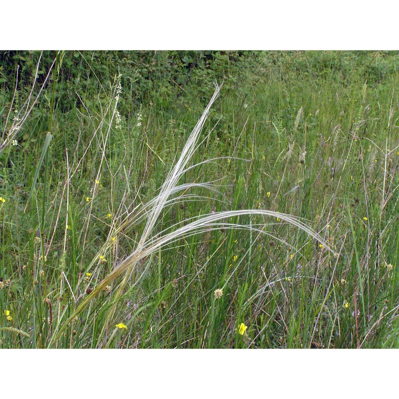 stipa veneta moraldo