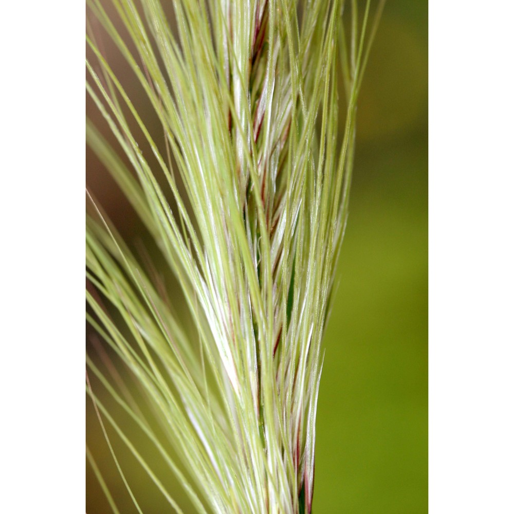 stipellula capensis (thunb.) röser et hamasha