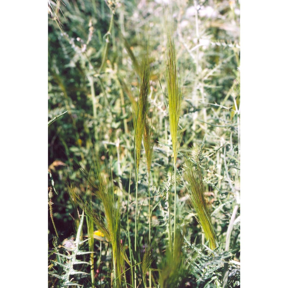 stipellula capensis (thunb.) röser et hamasha