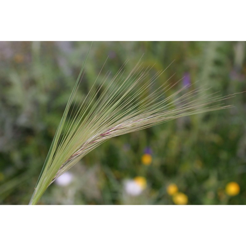 stipellula capensis (thunb.) röser et hamasha