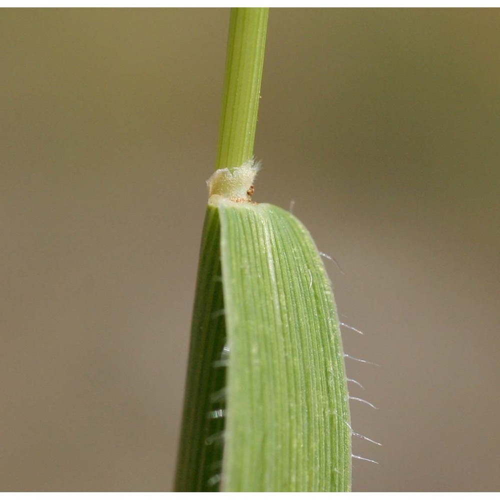 trachynia distachya (l.) link