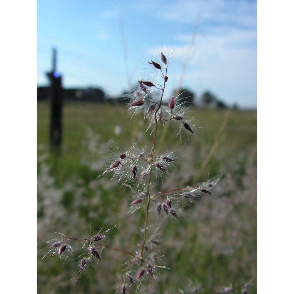 tricholaena teneriffae (l. fil.) link