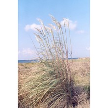 tripidium ravennae (l.) h. scholz