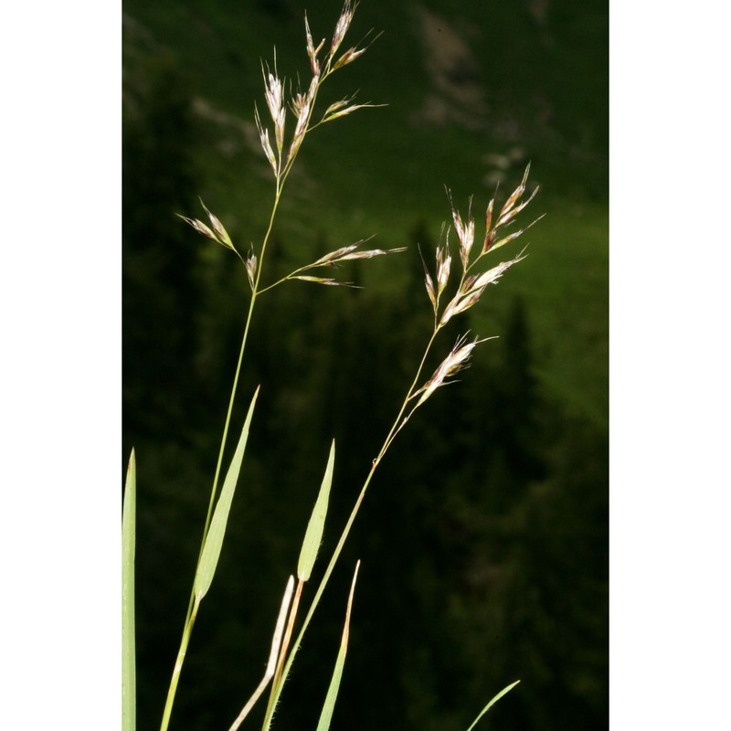 trisetaria alpestris (host) baumg.